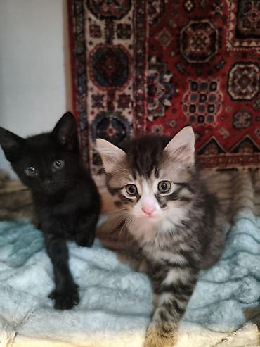 Pişiklər: Yaxşı əllərə — 11