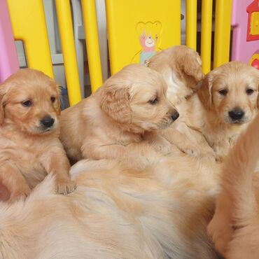 Other: Εξαιρετικά κουτάβια Golden Retriever για δωρεάν υιοθεσία Δεν είμαστε