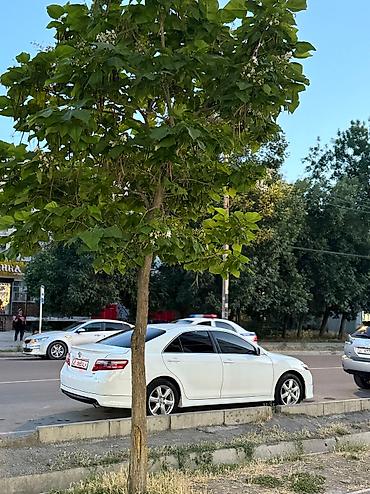 Toyota: Toyota Camry: 2006 г., 2.4 л, Автомат, Бензин, Седан — 11