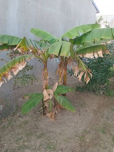 Другие растения: 5 ədəd banan ağacl, 3-ü böyük, 2-si balaca. Hamısı bir yerdə 200 azn