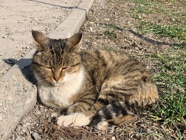 американская жесткошёрстная кошка: Отдам молодую кошку (девочка). Только в Бишкеке. Номер