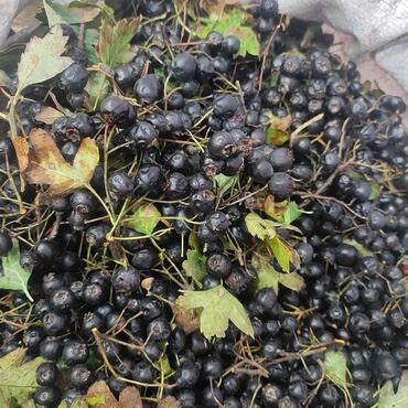 kisi ucun ad gunu tortlari: Qaragilə yığılmış giləmeyvə - Dərin tünd-bənövşəyi rəngli, xırda