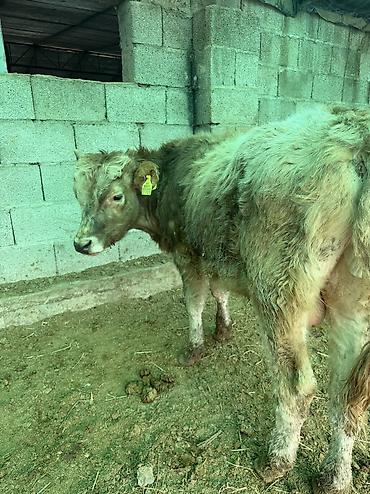 Коровы, быки: Продаю | Бык (самец) — 13