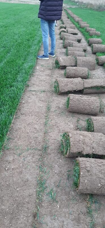 Toxumlar: Qazon sifarişi qəbul olunur yüksək keyfiyyətli danimarka toxumu ilə -da lalafo.az — 10 Toxumlar: Qazon sifarişi qəbul olunur yüksək keyfiyyətli danimarka toxumu ilə — 10