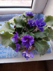 газонокосилка bosch rotak 40: Сенполия (узамбарская фиалка) с махровыми фиолетовыми цветами. -