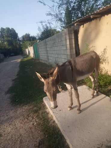 кальций для животных: Башка жаныбарлар