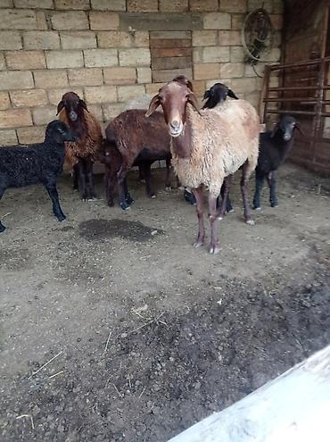 qala cinsi qoyun satilir: Qoyun sürüsü 29 baş – ət və yun istehsalı üçün - Növ: Yerli — 6