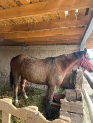 щенки французкого бульдога: Продаю | Кобыла (самка) | На забой