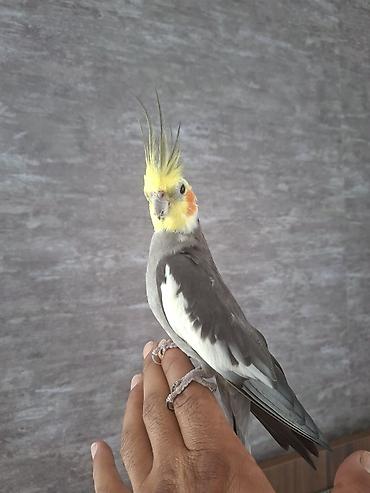 korella satışı: Nimfa (Cockatiel) cütlüyü – əl öyrəşmiş, sakit xasiyyətli, insanla — 5