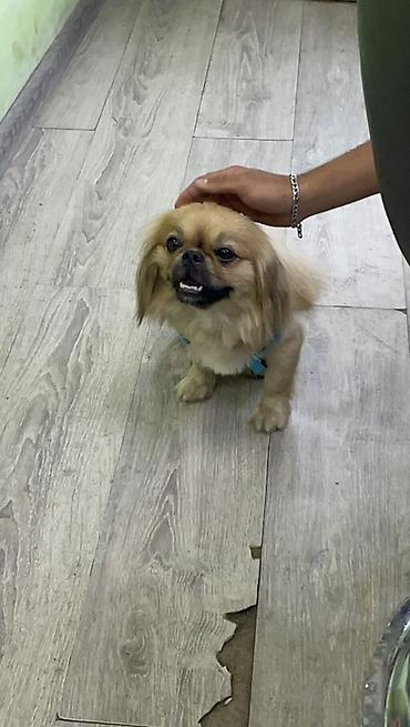 Pekines