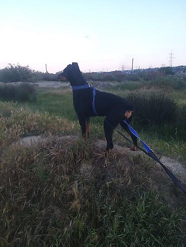 dişi doberman: Doberman, 9 ay, Dişi, Sənədli — 2