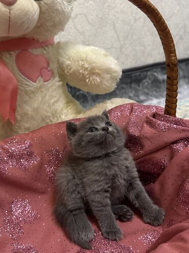 эр: Скотиш Страйт (Шотландская прямоухая), 1 месяц, Мальчик, Серый, Приучена к лотку