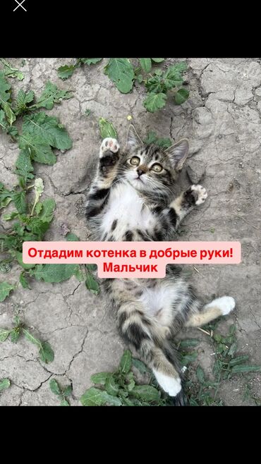 в добрые руки кошки: 2 месяца, Мальчик, Приучена к лотку, Проглистована