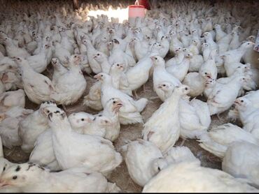 kənd: Bildircin saatişi başladı kök bildircinlerdi temiz texas isdeyen elaqə