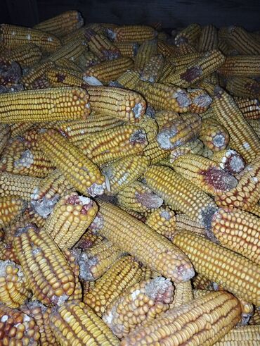 куплю корм для животных: Кукуруза с качаном