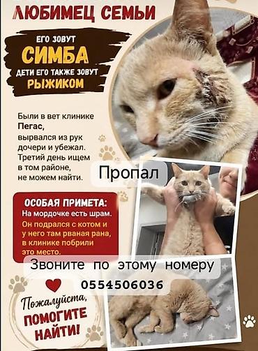 бишкек собака: Объявление о поиске кота Имя: Симба (дети зовут Рыжиком) Описание — 1