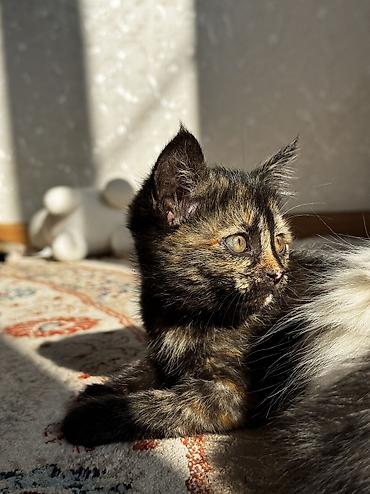 котенок: 1 месяц, Девочка, Приучена к лотку — 9