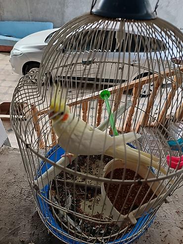 Tutuquşları: Nimfa tutuquşusu (cockatiel) – albinos/işıq rəngli lutinio forması - — 3