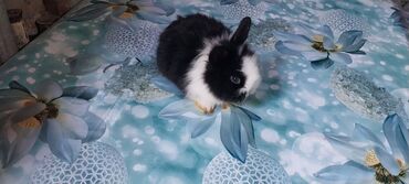 Dovşanlar: 🟠 Ev dovşanı balalarına super endirim kampaniyası. müvəqqəti olaraq 50 — 9