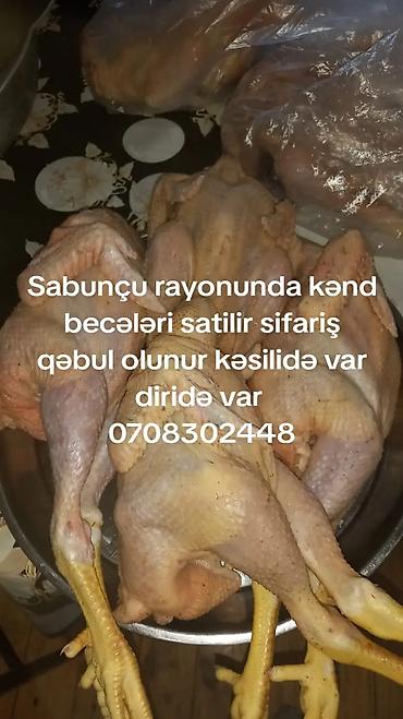 mal əti: Təsvir: - Sabunçu rayonunda yetişdirilən kənd beçələri təklif olunur — 1