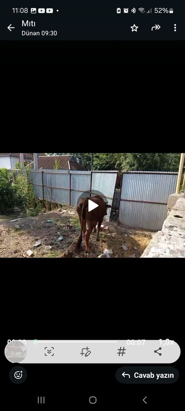 Inəklər, öküzlər: Dişi, il: 1, Damazlıq, Südlük, Ünvandan götürmə