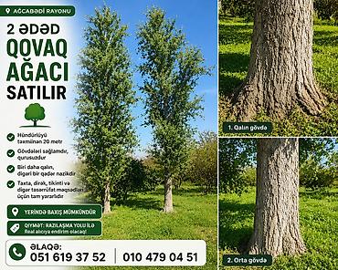 hilba bitkisi nedir: Ağcabədi rayonu – 2 ədəd hündür qovaq ağacı satılır 🌳 Ağcabədi — 1