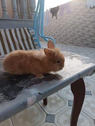 balaca dovşan: Mini lop dovşan ünvan saray polis bölmesi teref - Cins: dekorativ — 7