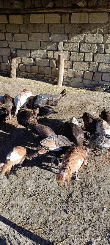 ниссан х трейл запчасти: Məhsul: Hind quşları (qarışıq rəngli sürü) Təsvir: - Təbii şəraitdə