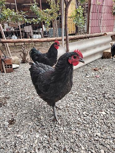 atlarin satisi: Austrolop xoruzları satışda var 5 aylıqlar — 4