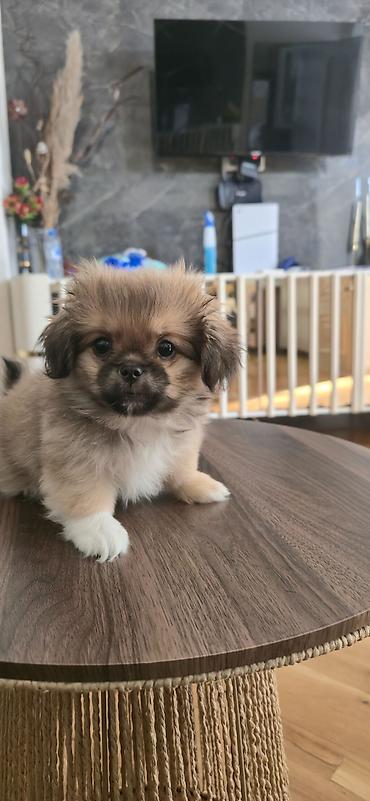 İtlər: Pekines, 3 ay, Peyvəndli — 4