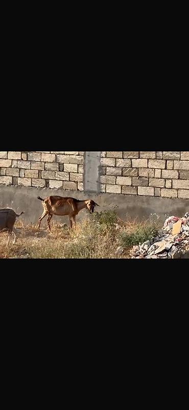 sane keci: Agribal alpin ober(H) sanen 3 ed ana oberhas 6 ed sanen 1 ed ana heleb — 8