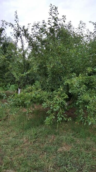 Torpaq sahələrinin satışı: 90 sot, Mülkiyyətçi, Kupça (Çıxarış) — 10