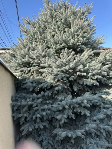 Декоративные деревья: Голубая ель (Picea pungens ‘Glauca’), крупномер. - Вид: колючая ель — 5