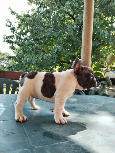 Psi: Mužjak francuskog buldoga dostupan za PARENJE Star 6 godina ima 5 — 9