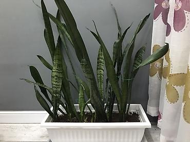 Санcевиерия (Sansevieria, «тещин язык») и крассула (денежное дерево) в