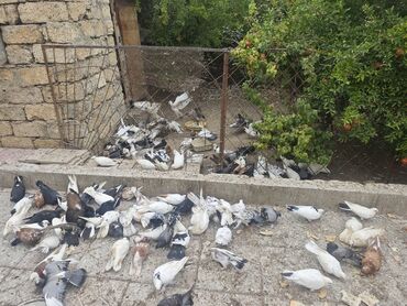 bıldırcın satılık: 150 goyercin iclerinde qiymetli olanlar da var quslar hamisi birlikde lalafo.az -da bıldırcın satılık: 150 goyercin iclerinde qiymetli olanlar da var quslar hamisi birlikde