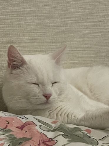 купить породистую кошку: Кошка даром: Беспородная, 3 года, Мальчик, Проглистована, С документами, С прививками