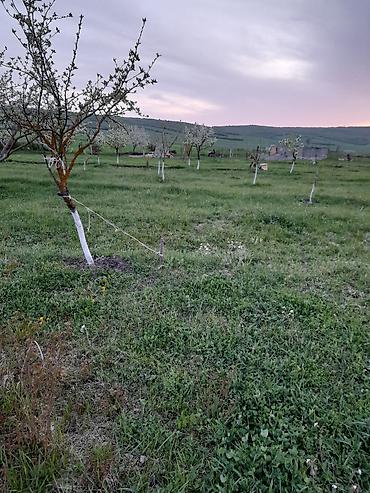 ismayıllıda torpaq: 25 sot, Tikinti, Mülkiyyətçi, Kupça (Çıxarış) — 1