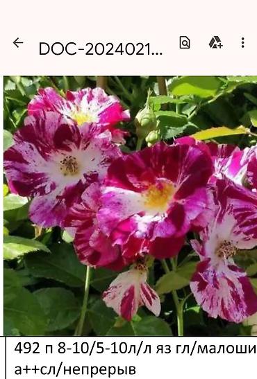 Садовые цветы и кустарники: Корни роз - Крупноцветковая чайно-гибридная роза с — 9