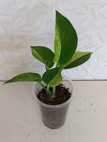 Эпипремнумы и сциндапсусы: Эпипремнумы разных сортов: Марбл Квин, Марбл Эпл, Голден, Глобал Грин at lalafo.kg — 3 Эпипремнумы и сциндапсусы: Эпипремнумы разных сортов: Марбл Квин, Марбл Эпл, Голден, Глобал Грин — 3