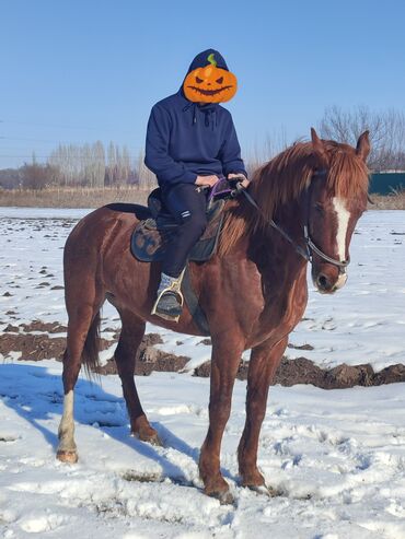 Лошади, кони: Продаю | Жеребец