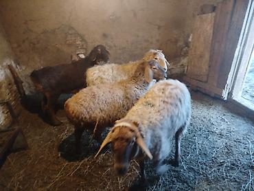 Баран, овца: Продаю | Ягненок | Полукровка | Для разведения | Матка — 10