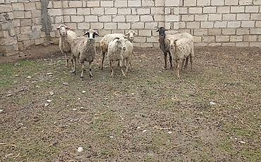 boğaz qoyunlar: 5 dənə gürcü soytu heyvan satlr 2 si diş salb 3ü dişlidi 3ünün 1 ri — 1