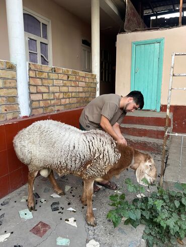 купить собаку чихуахуа: Арашан кочкор сатылат плем карта чип бар линиясы бар. кулагы:20+