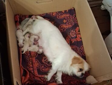 zinqirov iti: Pekines, 1 ay, Dişi, Peyvəndli, Pulsuz çatdırılma