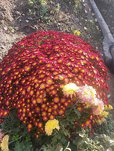 Хризантема: Хризантема — 18