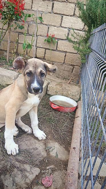 pomeranian satilir: 72 günlük volkadav balaları ata anası iri itlerdi atası 88 xolka temiz — 1