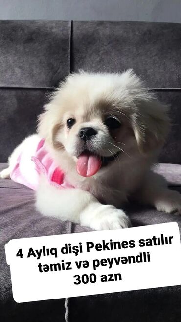 tuklu itlerin qiymeti: Pekines, 4 ay, Dişi, Peyvəndli, Pulsuz çatdırılma