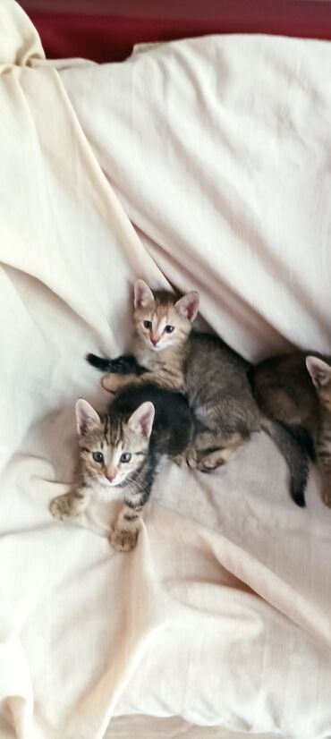 сиамские котята в дар: Котята породистые девочки,воспитанные,умные,игривые,родители привитые