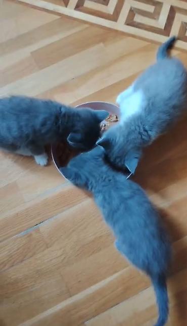 Pişiklər: Britan, Erkək, Dişi — 9